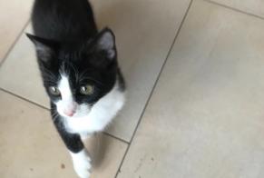 Avviso scomparsa Gatto Femmina , 1 anni Ans Belgio