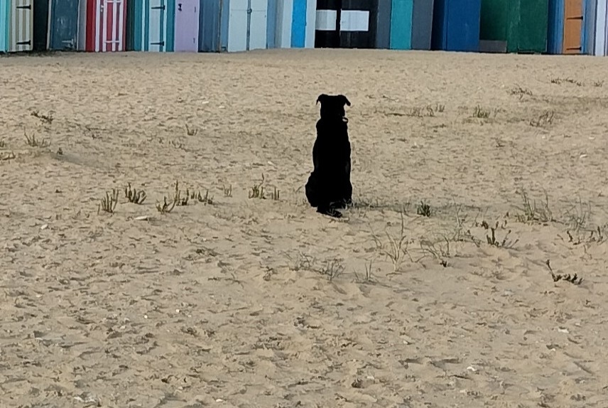 Avviso scomparsa Cane incrocio di razze Maschio , 11 anni La Croix-Saint-Ouen Francia