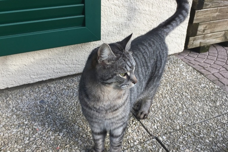 Avviso scomparsa Gatto Maschio , 16 anni Jorat-Mézières Svizzera