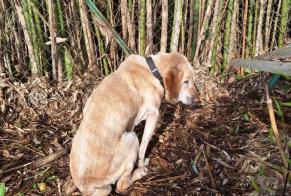 Avviso Ritrovamento Cane  Non conosciuta Galgon Francia