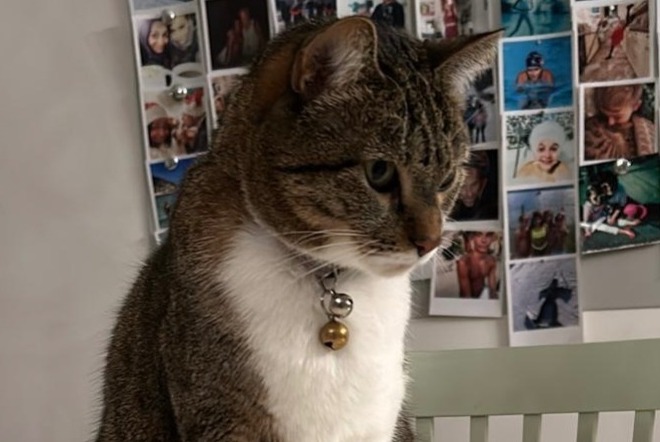 Avviso scomparsa Gatto Femmina , 5 anni Montreux Svizzera