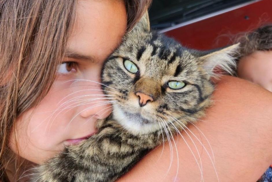 Avviso scomparsa Gatto incrocio di razze Maschio , 4 anni Montreuil Francia