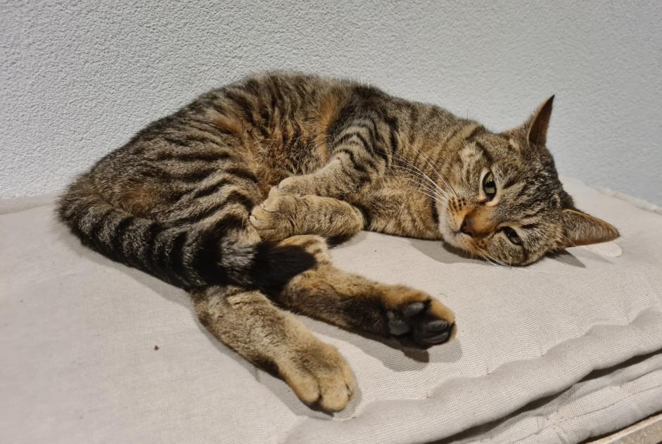 Avviso Ritrovamento Gatto incrocio di razze Non conosciuta Arbaz Svizzera