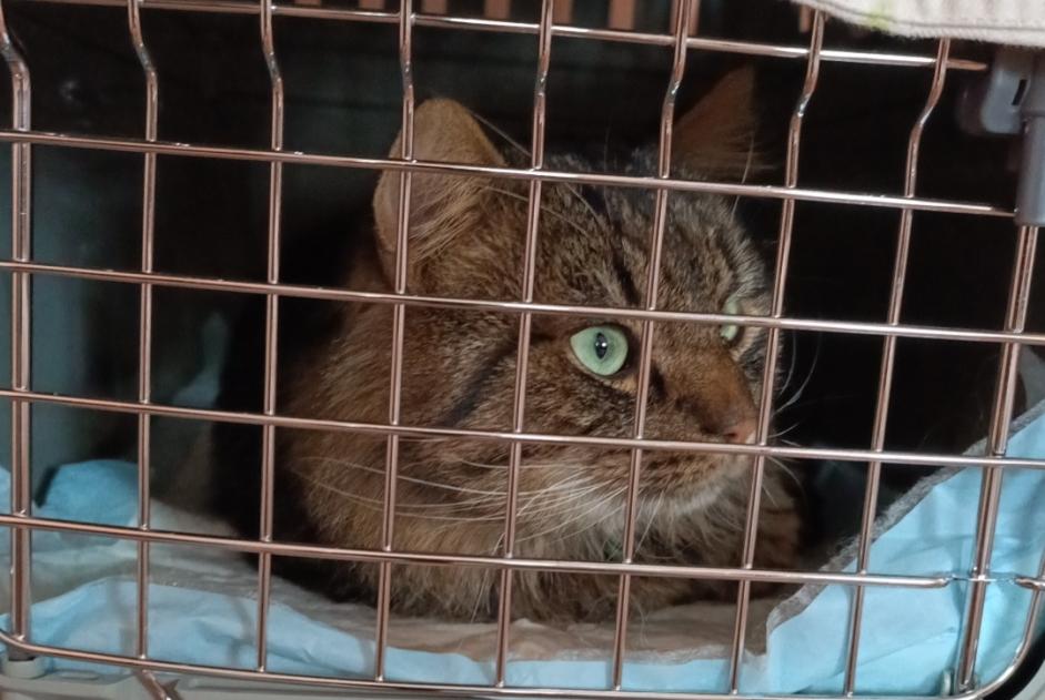 Avviso Ritrovamento Gatto incrocio di razze Maschio Tubeke Belgio