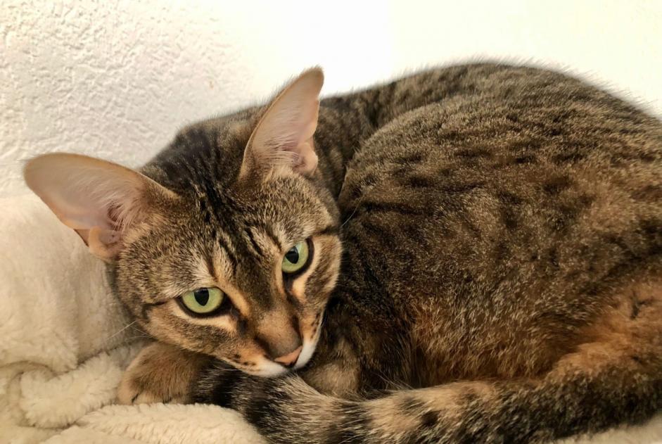 Avviso scomparsa Gatto  Femmina , 5 anni Veyrier Svizzera