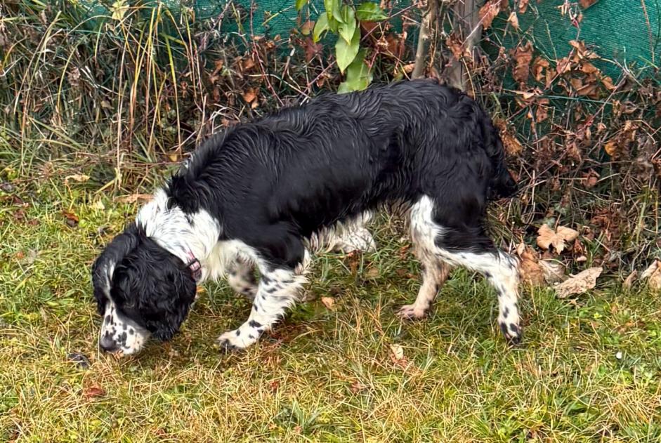 Avviso Ritrovamento Cane Femmina Saint-Jorioz Francia