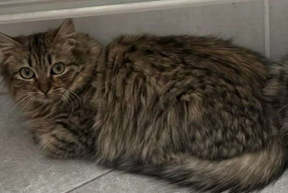 Avviso scomparsa Gatto  Femmina , 1 anni Portes-lès-Valence Francia