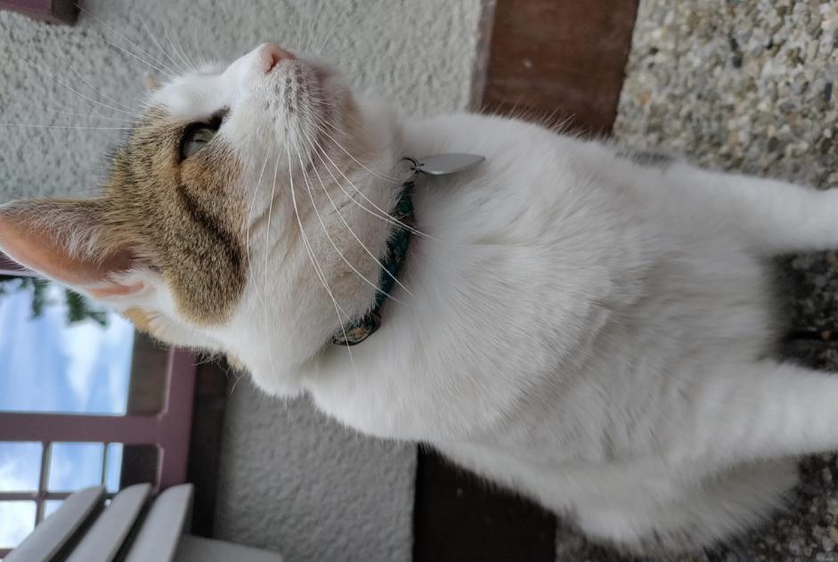 Avviso scomparsa Gatto Femmina , 6 anni Vernier Svizzera