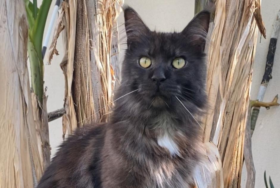 Avviso scomparsa Gatto  Maschio , 3 anni L'Isle-Adam Francia