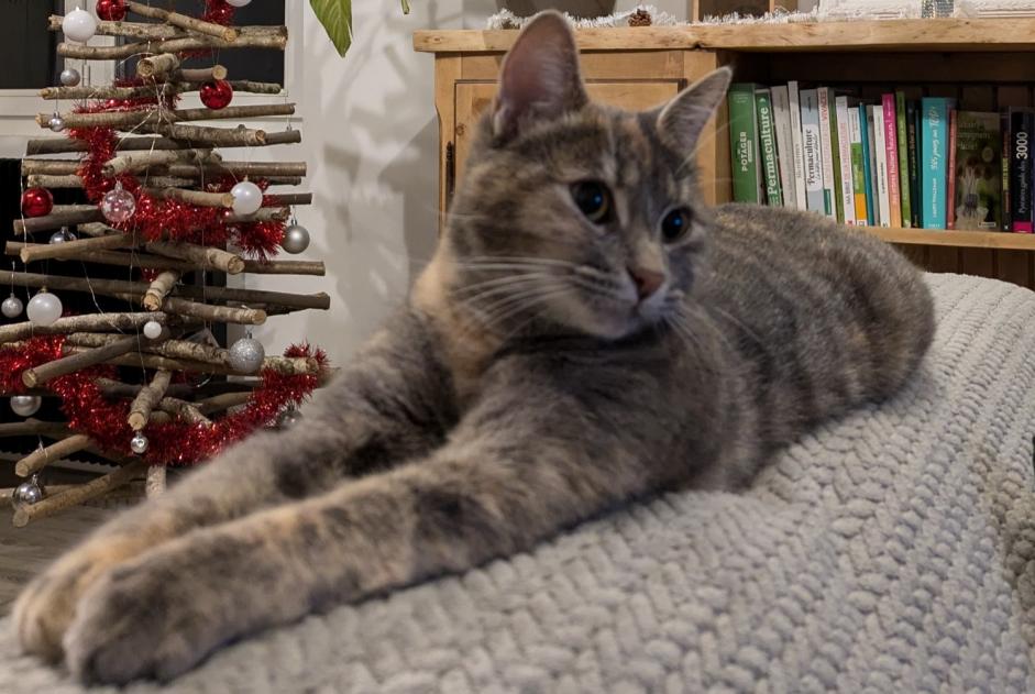 Avviso scomparsa Gatto Femmina , 2 anni Poueyferré Francia