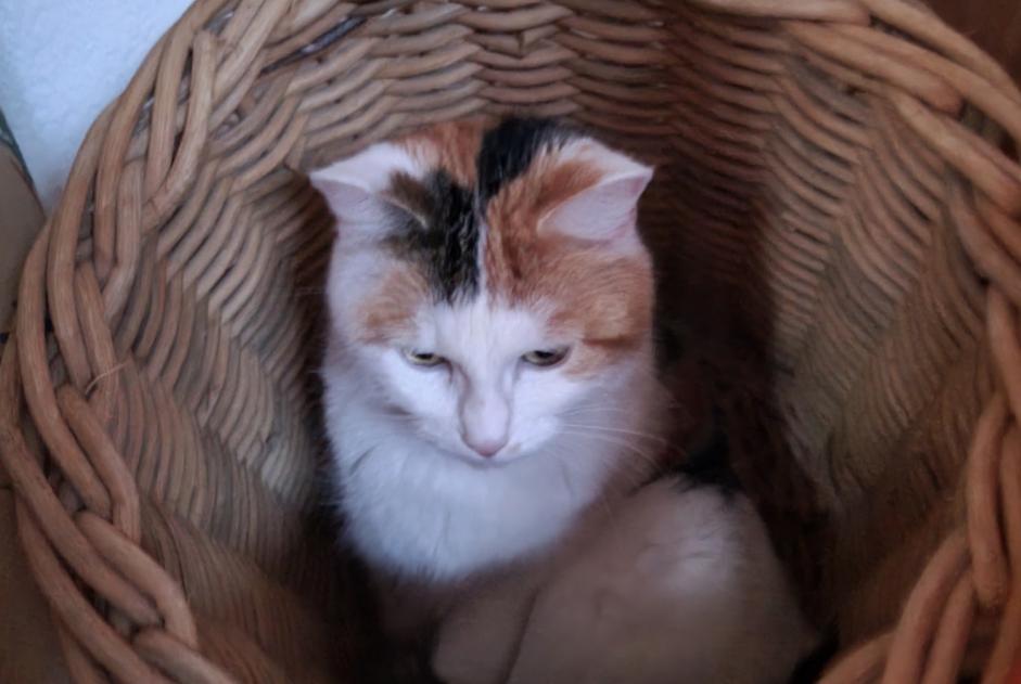 Avviso scomparsa Gatto Femmina , 4 anni Marly Svizzera