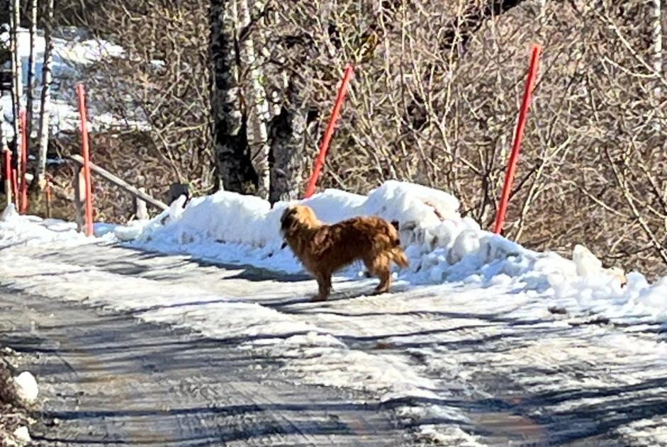 Avviso Ritrovamento Cane Non conosciuta Arbaz Svizzera