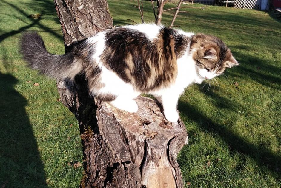 Avviso scomparsa Gatto incrocio di razze Maschio , 1 anni Esboz-Brest Francia