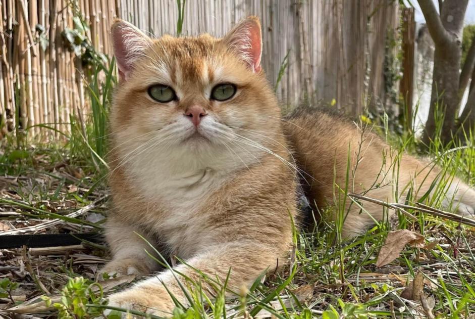 Avviso scomparsa Gatto  Femmina , 6 anni Gigean Francia