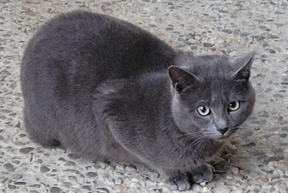 Avviso Ritrovamento Gatto incrocio di razze Maschio Clairac Francia