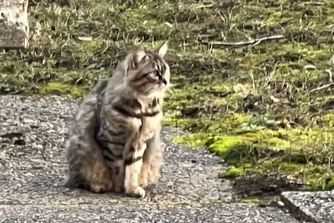 Avviso Ritrovamento Gatto Non conosciuta , 2 anni Genève Svizzera