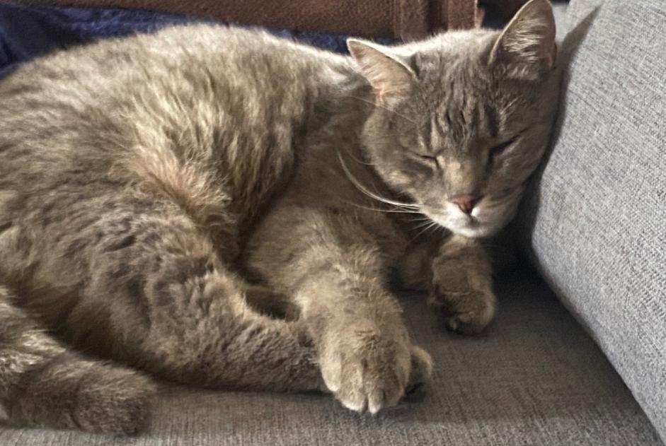 Avviso scomparsa Gatto Maschio , 13 anni Meyzieu Francia