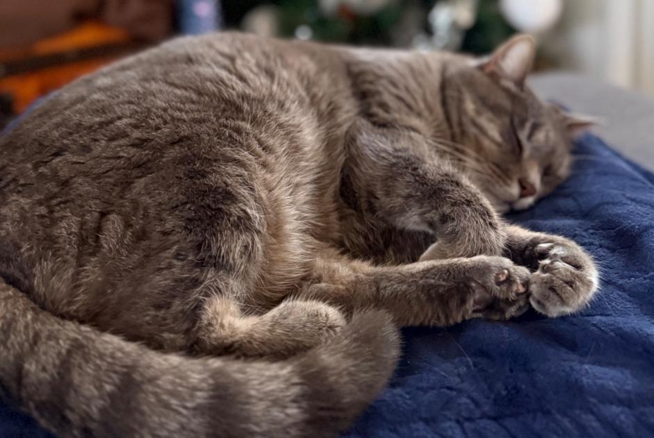 Avviso scomparsa Gatto Maschio , 13 anni Meyzieu Francia