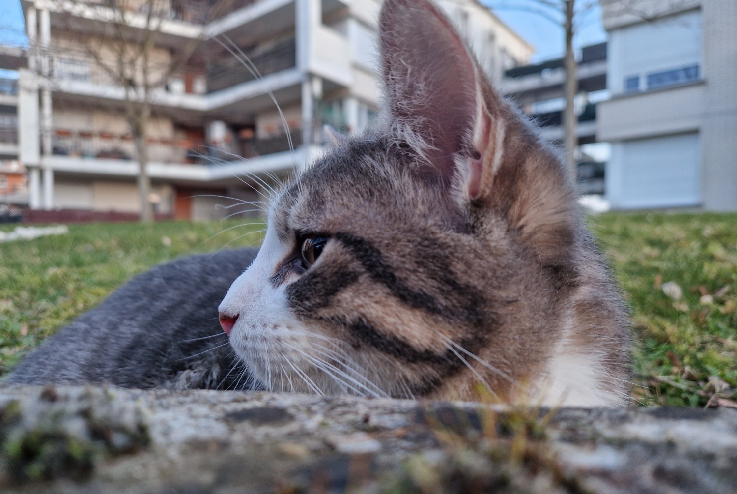 Avviso Ritrovamento Gatto Maschio , 2025 anni Créteil Francia