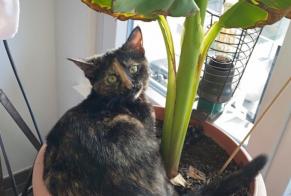 Avviso scomparsa Gatto Femmina , 4 anni Neuchâtel Svizzera