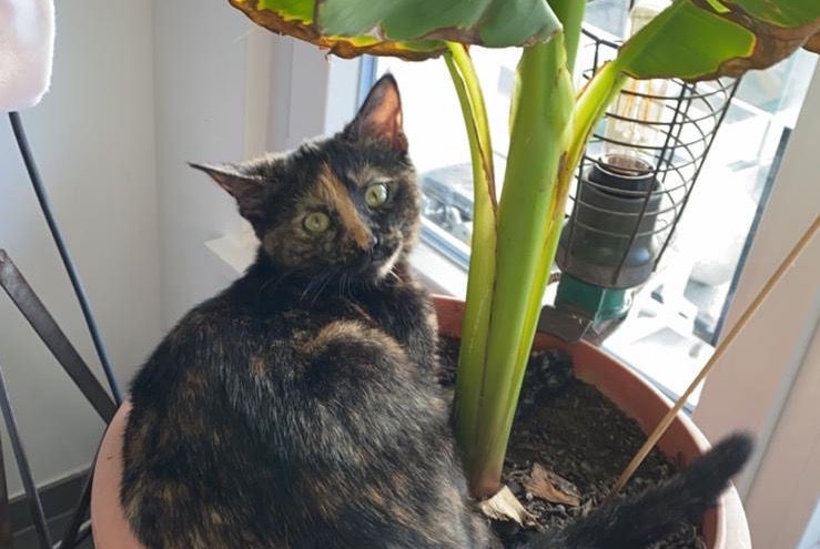 Avviso scomparsa Gatto Femmina , 4 anni Neuchâtel Svizzera