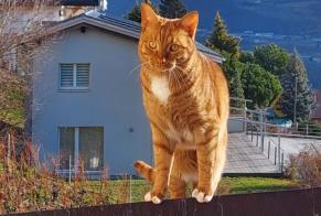 Avviso scomparsa Gatto  Maschio , 2 anni Ollon Svizzera