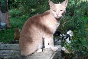 Avviso scomparsa Gatto incrocio di razze Maschio , 5 anni Beaulieu-Sous-Parthenay Francia