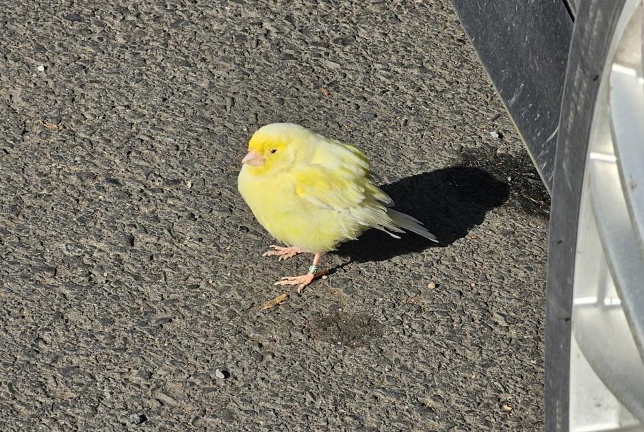 Avviso Ritrovamento Uccello Non conosciuta Chamalières Francia