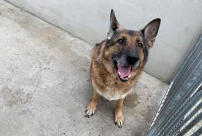 Avviso Ritrovamento Cane  Maschio , 11 anni Carrières-sous-Poissy Francia