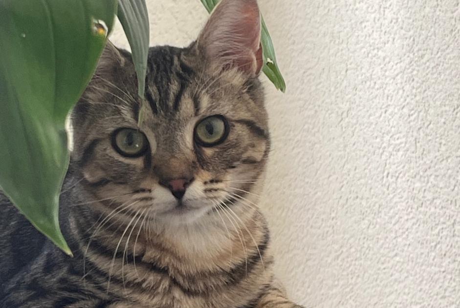 Avviso scomparsa Gatto Maschio , 1 anni St Blaise Svizzera