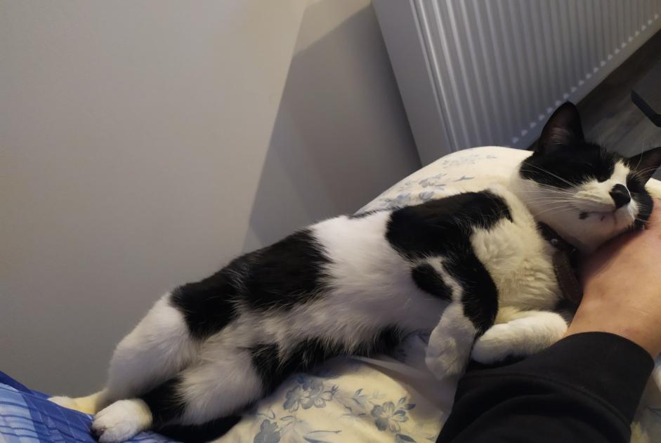 Avviso scomparsa Gatto  Femmina , 3 anni Namur Belgio