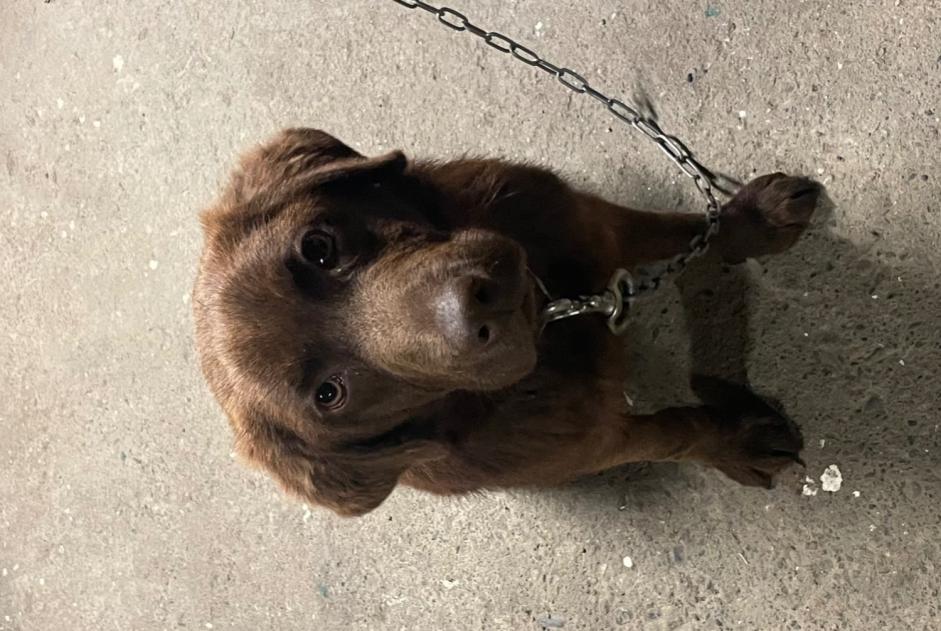 Avviso Ritrovamento Cane incrocio di razze Maschio Roques Francia