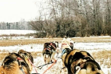 Avviso Ritrovamento Cane incrocio di razze Maschio Inzinzac-Lochrist Francia