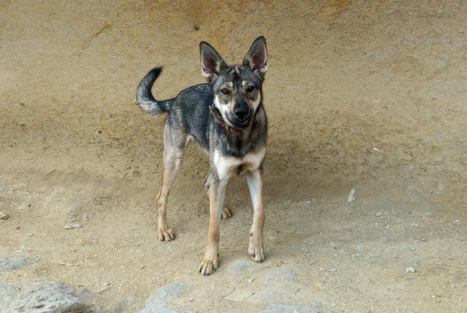 Avviso scomparsa Cane incrocio di razze Femmina , 1 anni Lanuéjols Francia