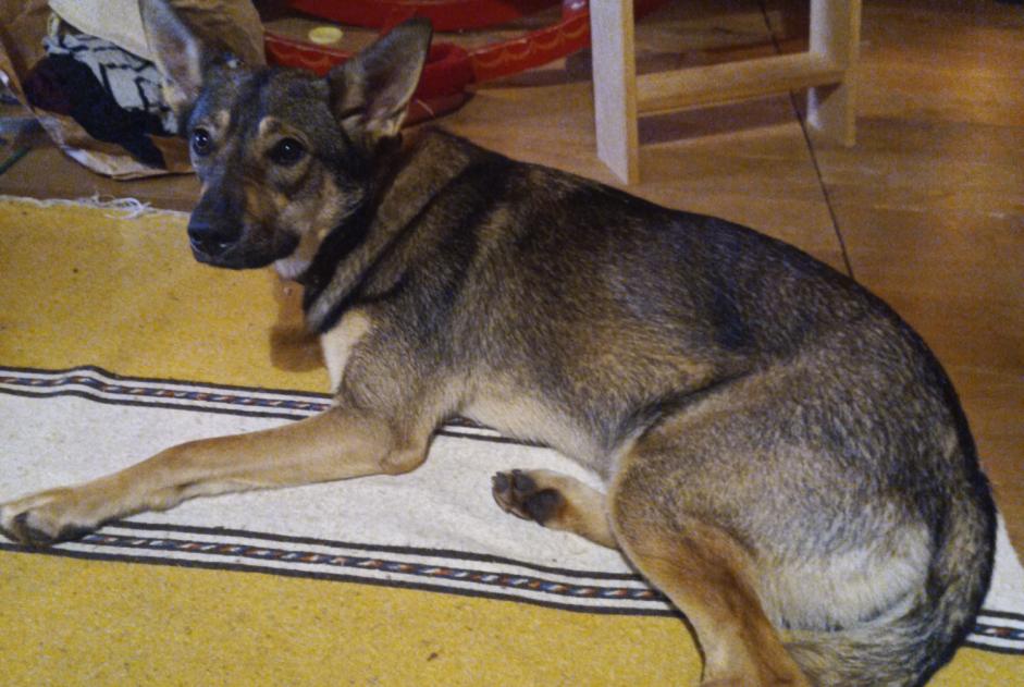 Avviso scomparsa Cane incrocio di razze Femmina , 1 anni Lanuéjols Francia