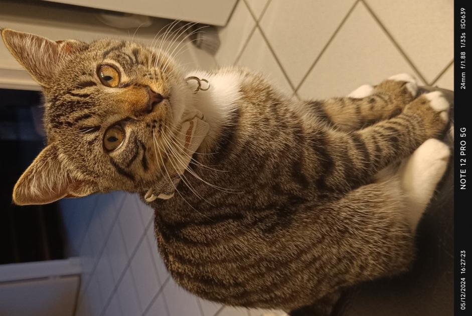 Avviso scomparsa Gatto Maschio , 1 anni Misérieux Francia