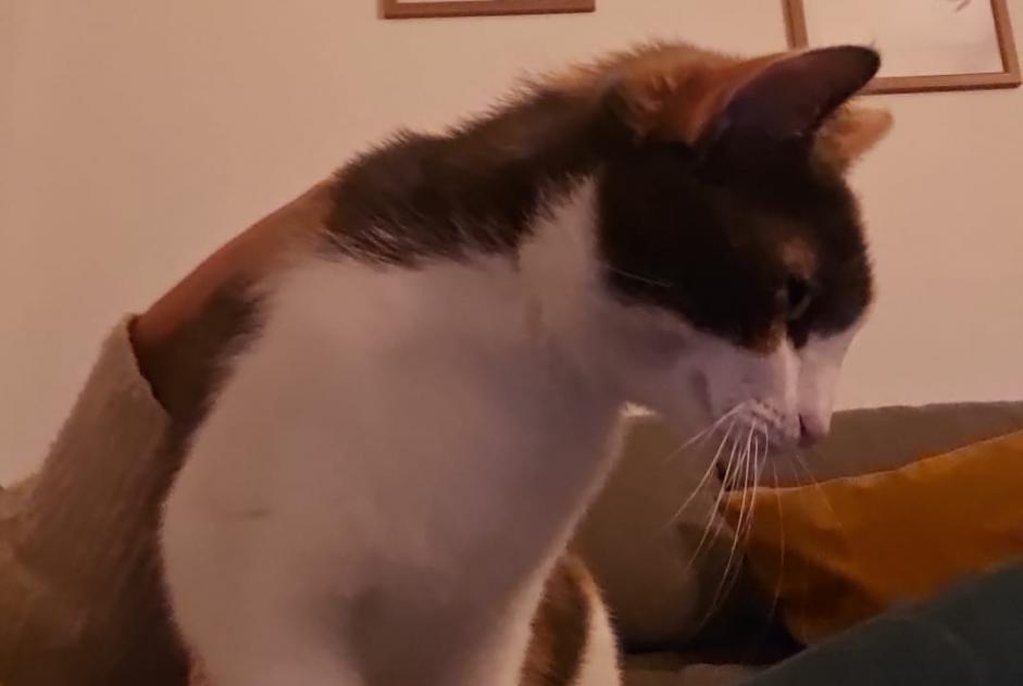 Avviso scomparsa Gatto Femmina , 2 anni Mont-sur-Rolle Svizzera