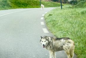 Avviso Ritrovamento Cane  Non conosciuta Saint-Laurent-Bretagne Francia