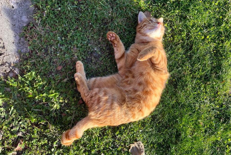 Avviso scomparsa Gatto Maschio , 2 anni Leytron Svizzera