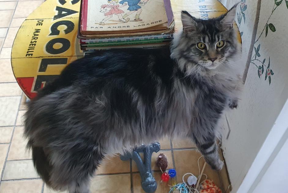 Avviso scomparsa Gatto  Maschio , 1 anni Toulon Francia