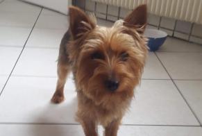 Vermësstemeldung Hond  Weiblech , 9 joer Berck France