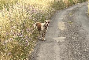 Fundmeldung Hond kräizung Onbekannt Nizas France