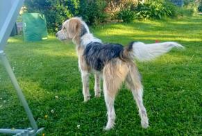 Ontdekkingsalarm Hond Onbekend , 4 jaar Guénin Frankrijk