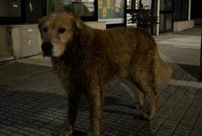 Ontdekkingsalarm Hond  Mannetje Arcos de Valdevez Portugal