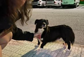 Ontdekkingsalarm Hond Mannetje Arcos de Valdevez Portugal
