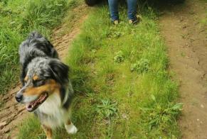 Verdwijningsalarm Hond  Mannetje , 4 jaar Charron Frankrijk