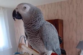Verdwijningsalarm Andere perroquet gris du Gabon Vrouwtje , 2024 jaar Cléden-Cap-Sizun Frankrijk