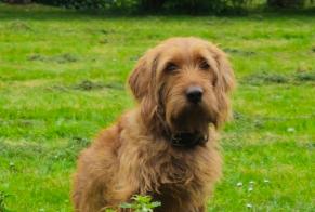 Verdwijningsalarm Hond  Mannetje , 3 jaar Épaignes Frankrijk