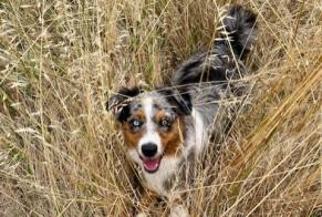 Verdwijningsalarm Hond  Vrouwtje , 1 jaar Cugnaux Frankrijk