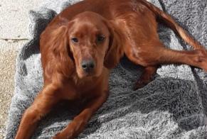 Verdwijningsalarm Hond  Vrouwtje , 1 jaar La Bernerie-en-Retz Frankrijk